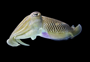 Cuttlefish Underwater Impressions: Cuttlefish