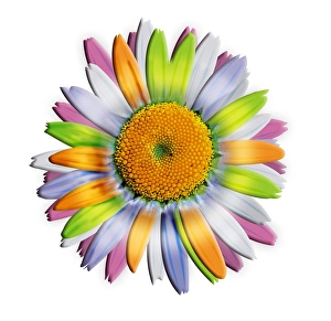 Daisy Flower Impressions: Daisy