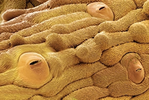 Guard Cells Function Impressions: Daisy leaf surface, SEM