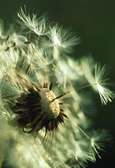 Dandelion Seeds Impressions: Dandelion clock