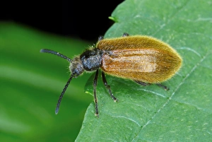 Darkling Beetle Impressions: Darkling beetle on a leaf
