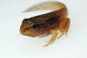 Tadpole Development Impressions: Developing tadpole