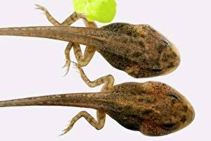 Tadpole Development Impressions: Developing tadpoles