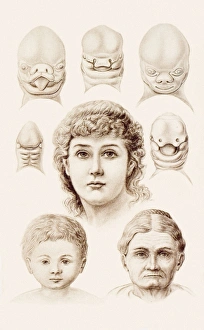 Ernst Haeckel Artwork Impressions: Development of the human face, 1891