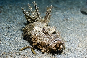 Tropical Ocean Creatures Impressions: Devilfish on sand