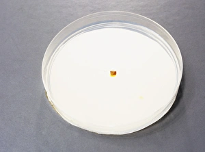 Petri Dish Experiment Impressions: Diffusion in agar