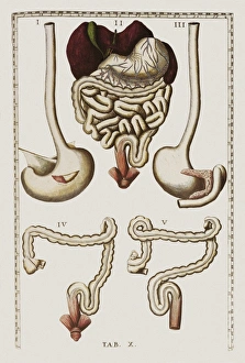 Human Digestive System Organs Impressions: Digestive system