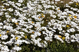 African Botanicals Impressions: Dimorphotheca nudicaulis