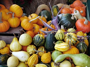 Squash Varieties Impressions: Display of squashes and pumpkins