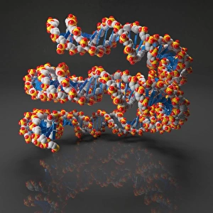 DNA Double Helix Impressions: DNA loop, artwork