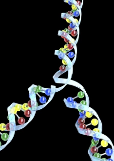Double Helix Structure Impressions: DNA replication