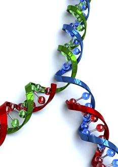 Double Helix Structure Impressions: DNA replication, artwork