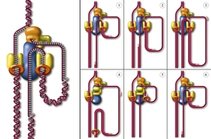 Deoxyribonucleic Acid Structure Impressions: DNA replication fork, artwork