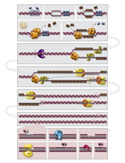 DNA Molecule Structure Impressions: DNA replication process, diagram