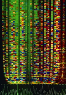 Deoxyribonucleic Acid Impressions: DNA sequence