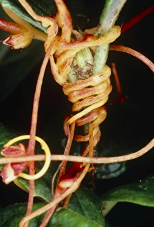 Parasitic Plants Impressions: Dodder twining round host stem