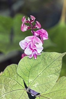 Vibrant Purple Blooms Impressions: Dolichos lablab Ruby Moon