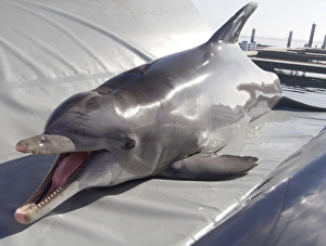 Bottlenose Dolphin Behavior Impressions: Dolphin training