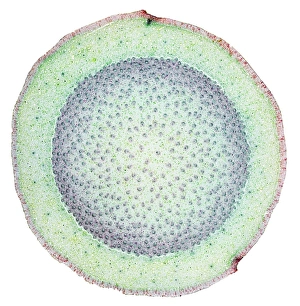 Vascular Bundle Structure Impressions: Dragon tree stem, light micrograph