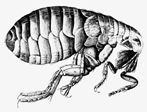 Impressions de Dessin d'une puces réalisé par Robert Hooke et publié dans Micrographia en 1665. Hooke était le curateur des expériences à la Royal Society microscopique de Londres, fondée en 1660 Images datées de 2002 juillet: Traçage d'une guêpe