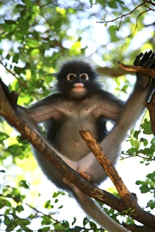 Southeast Asian Primates Impressions: Dusky leaf-monkey