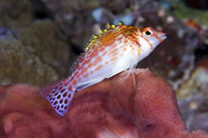 Coral Reef Fauna Impressions: Dwarf hawkfish