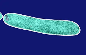 E Coli Bacteria Impressions: E. coli bacterium, TEM