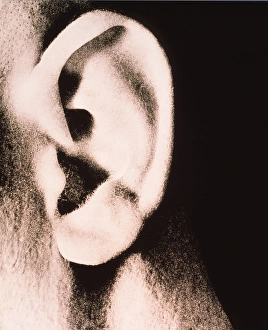 Human Ear Anatomy Impressions: Ear