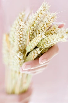Grain Photography Impressions: Ears of wheat