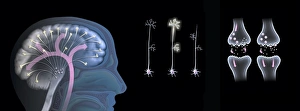 Impressions de Les effets de l'écstasy sur la fonction du cerveau Images datées de 2013 janvier: Effets de l'écstasy sur la fonction cérébrale