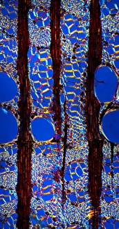 Lumière Polarisée Impressions: Tronc d'élanger, microscope à lumière faible