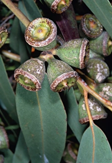 Close Up Fruit Photography Impressions: Eucalyptus globulus