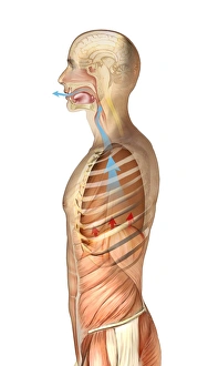 Respiratory System Artwork Impressions: Exhalation, artwork