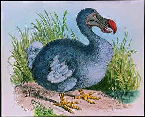 Endangered Species List Impressions: Extinct dodo