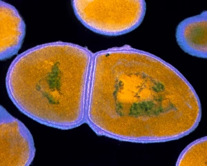 Images datées de 1991: F/colone de l'Enterococcus faecalis