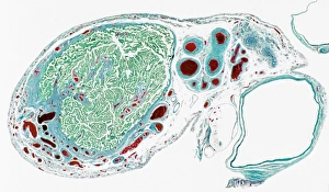 Female Reproductive System Impressions: Fallopian tube section, light micrograph
