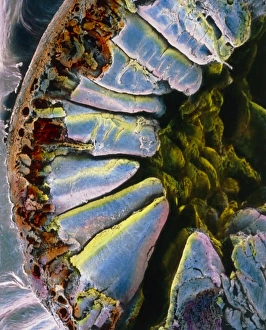 Impressions de Micrographe de couleurs fausses d'électronique à balayage (SEM) d'une section travers le duodén. Le mur du duodène possède des couches musculaires (à gauche, brun) Images datées de 2003 septembre: Couleurs fausses par SEM à travers le mur de l'œsophage