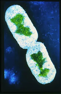 ADN Impressions: Temps de couleur fausse du bactério Escherichia coli
