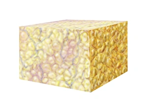 Cell Biology Images Impressions: Fat tissue, artwork