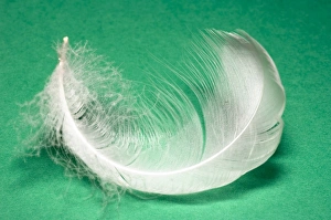 Bird Plumage Impressions: Down feather