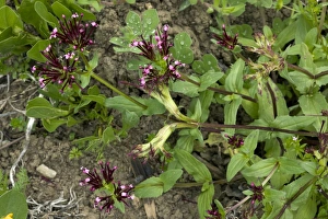 Mediterranean Botanicals Impressions: Fedia cornucopiae