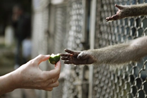 Captive Primate Behavior Impressions: Feeding a captive monkey