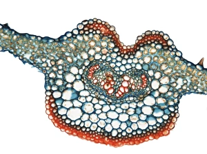Plant Vascular System Impressions: Fern leaf, light micrograph