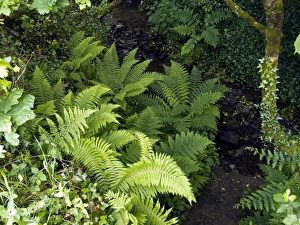 Forest Floor Vegetation Impressions: Ferns by a stream