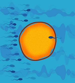Fertilisation Process Impressions: Fertilisation