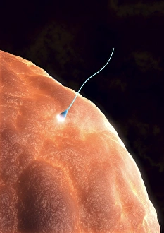 Impressions de Fertilisation. Computer artwork of a sperm cell (blue) penetrating a human egg (ovum). Each sperm (spermatozoan) has a rounded head (acrosome) and a long tail with which it swims Images datées de 2009 mars: Fertilité, œuvre d'art
