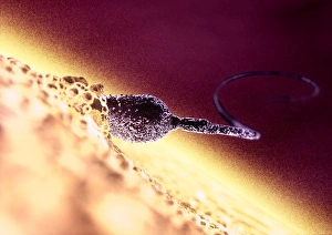 Fertilization Process Impressions: Fertilisation, computer artwork