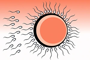 Images datées de 2004 janvier: Fertilization