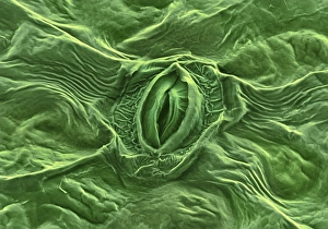 Guard Cells Function Impressions: Feverfew leaf surface, SEM