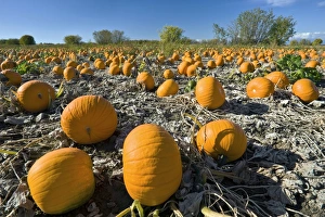 Vegetable Garden Images Impressions: Field of pumpkins